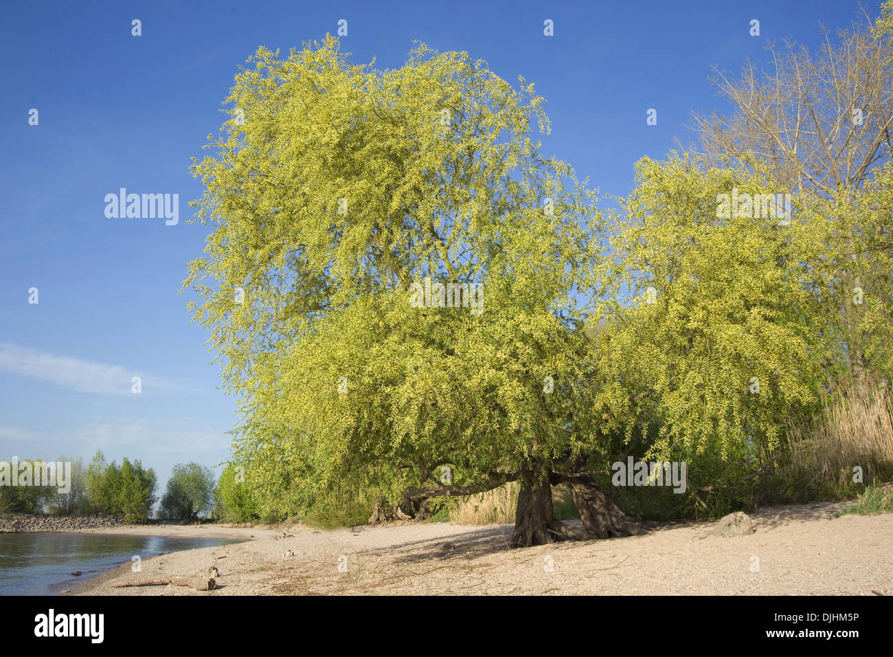 Saule pleureur, Salix x chrysocoma Banque D'Images
