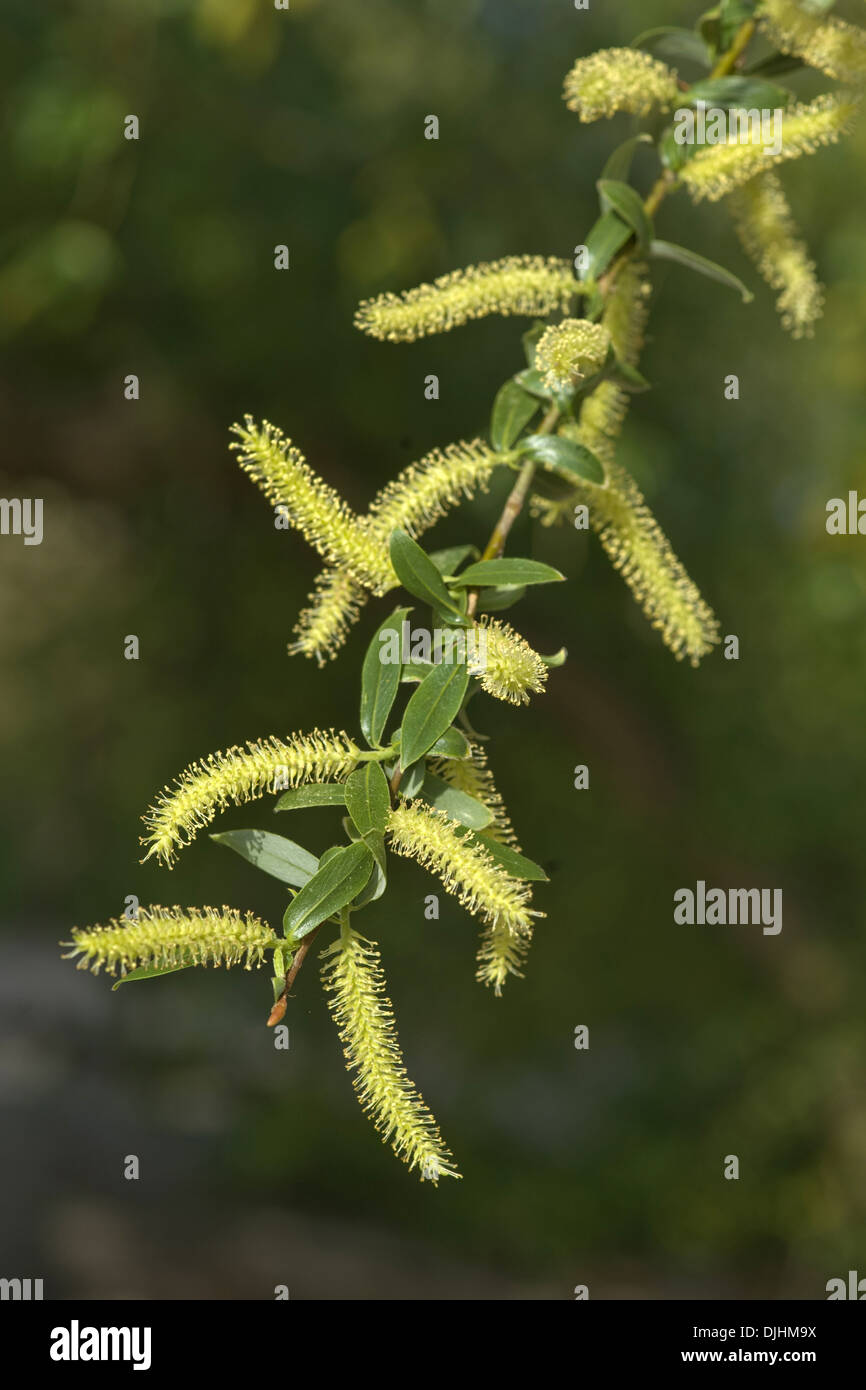 Saule pleureur, Salix x chrysocoma Banque D'Images