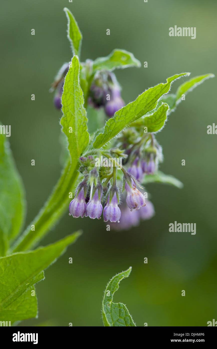 Symphytum officinale Consoude, commun Banque D'Images