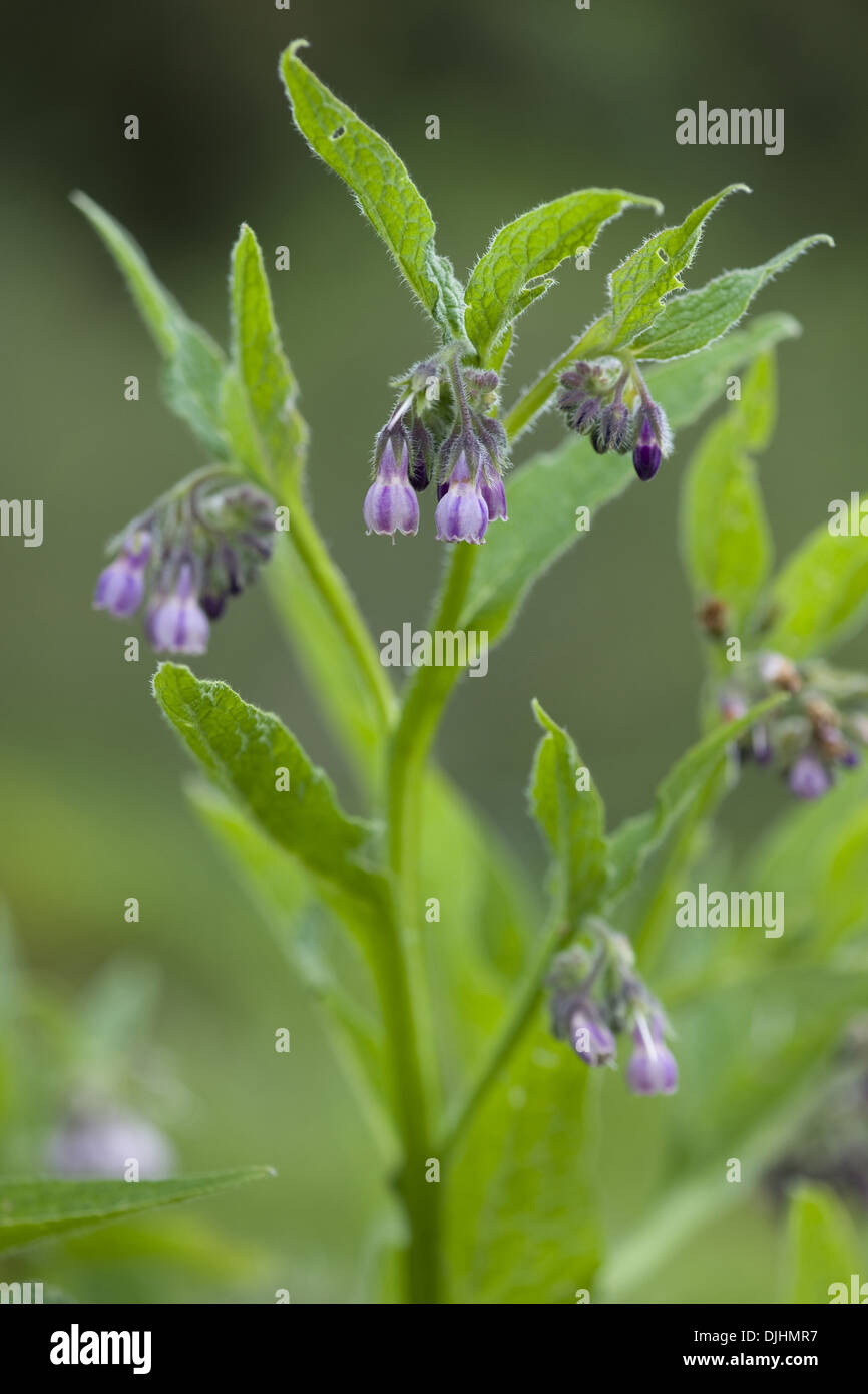 Symphytum officinale Consoude, commun Banque D'Images