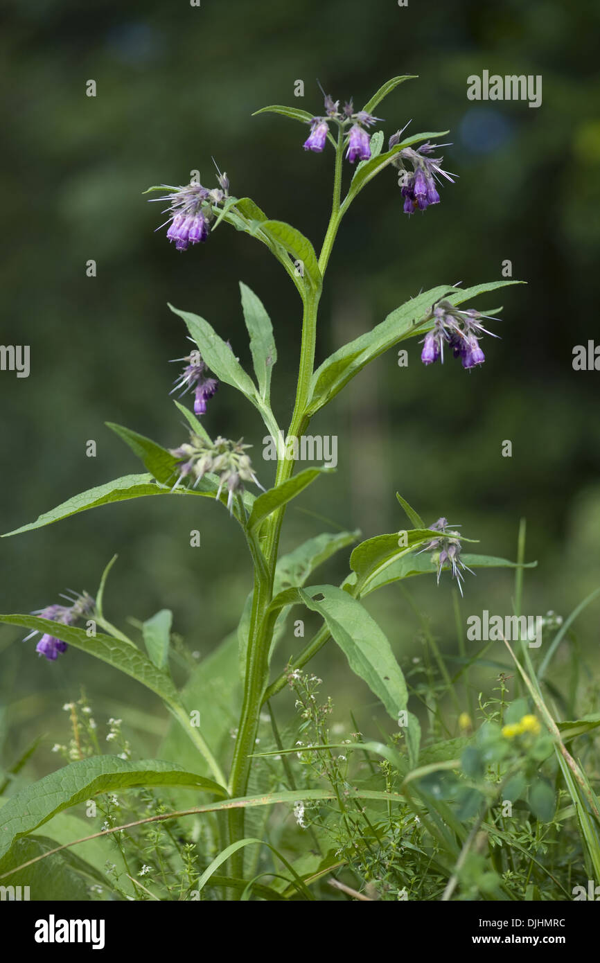 Symphytum officinale Consoude, commun Banque D'Images