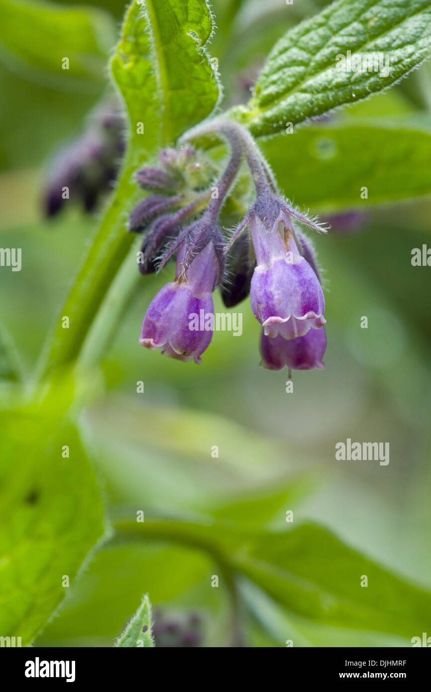 Symphytum officinale Consoude, commun Banque D'Images