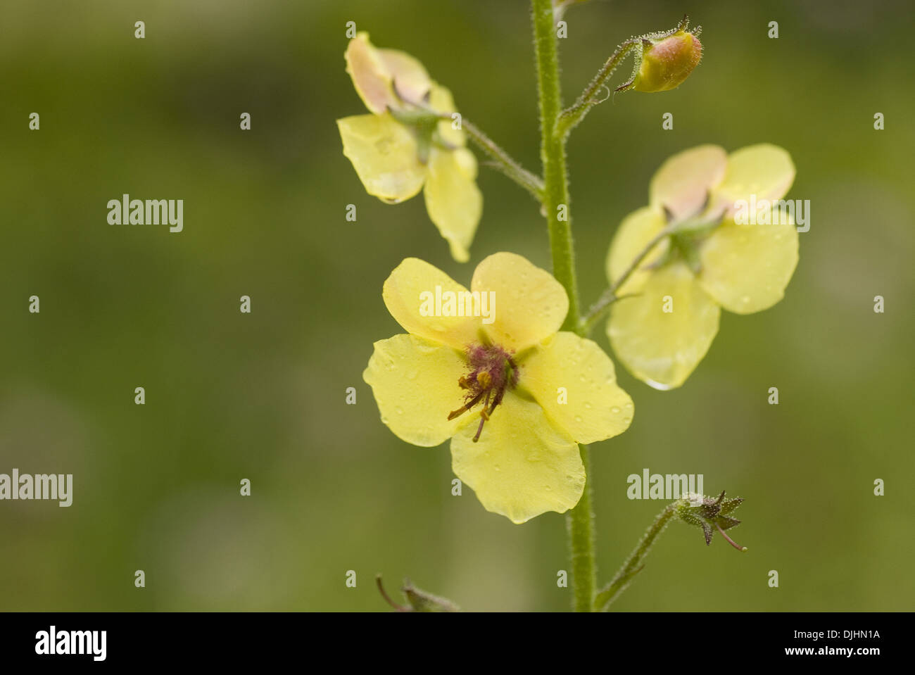 Espèce de molène, Verbascum blattaria Banque D'Images