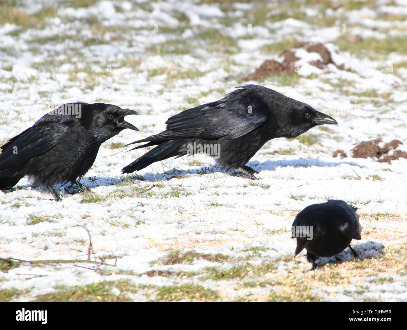 La corneille noire corneille noire (Corvus corone) dans la neige Banque D'Images