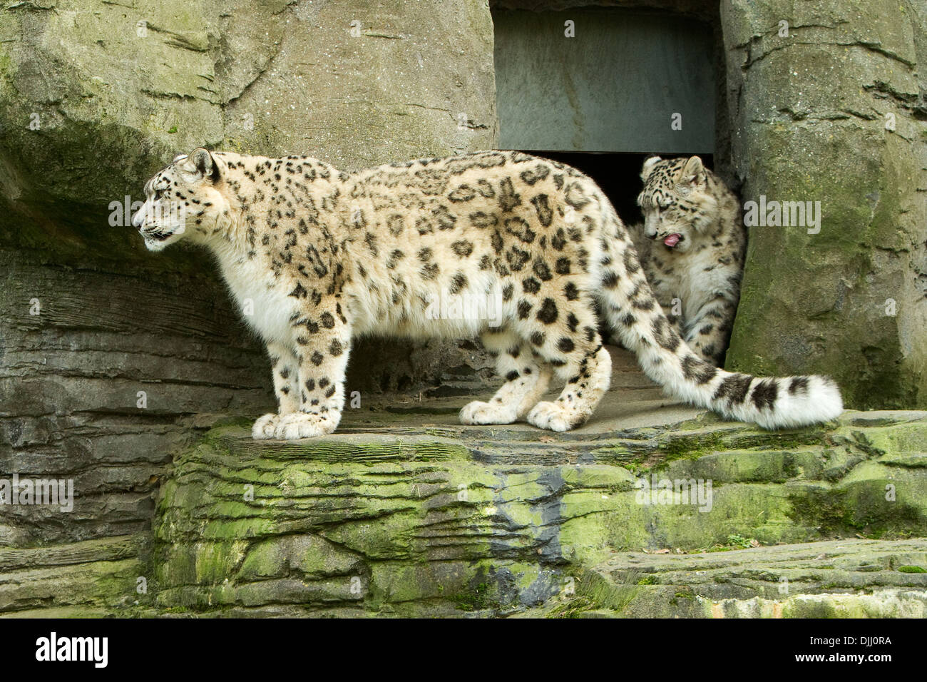 Snow Leopard cub avec mère Banque D'Images