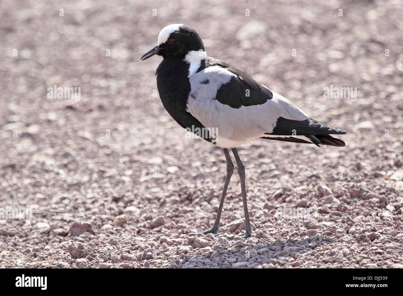 Un forgeron le vanneau sociable (Vanellus armatus) marche sur le gravier Banque D'Images