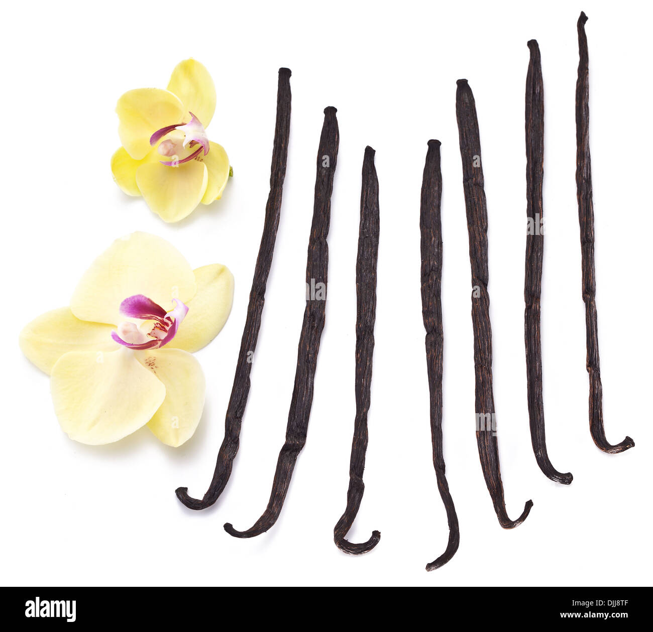 Bâtons de vanille avec une fleur sur un fond blanc. Banque D'Images