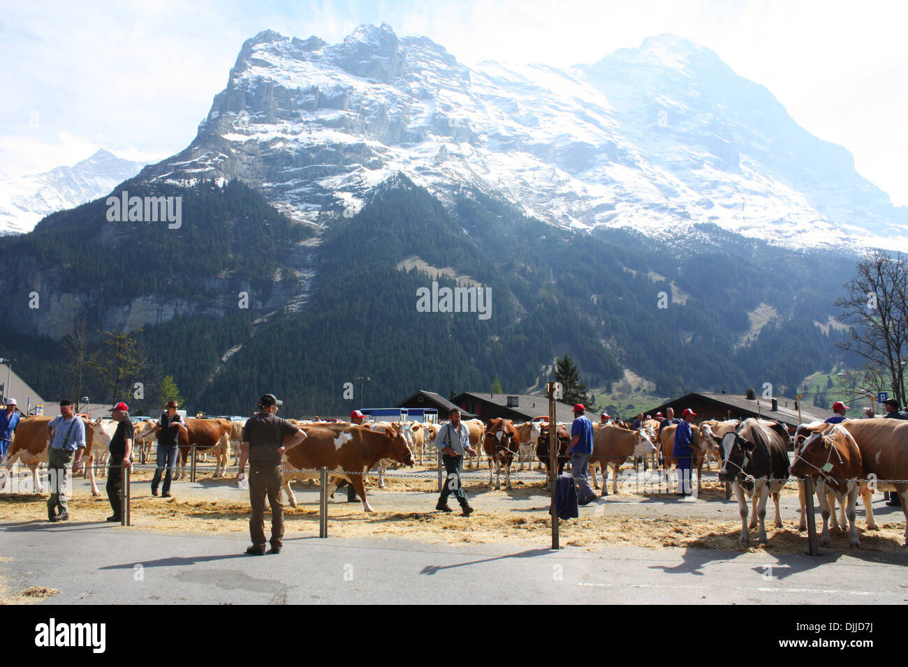 Voir les vaches à Grindelwald, Suisse Banque D'Images