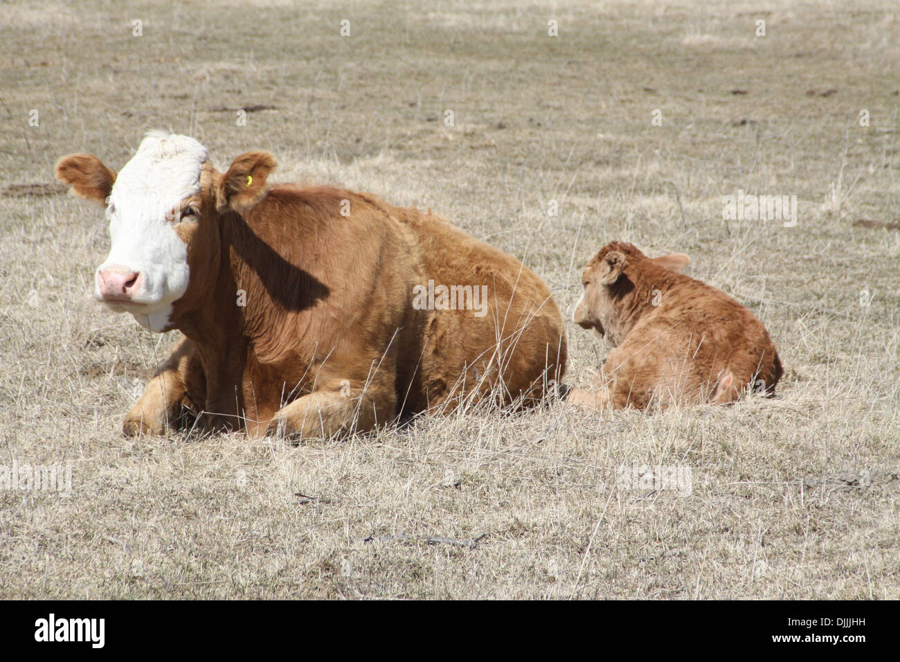 Veau et vache couchée sur l'herbe brune dans le pâturage au printemps. Banque D'Images