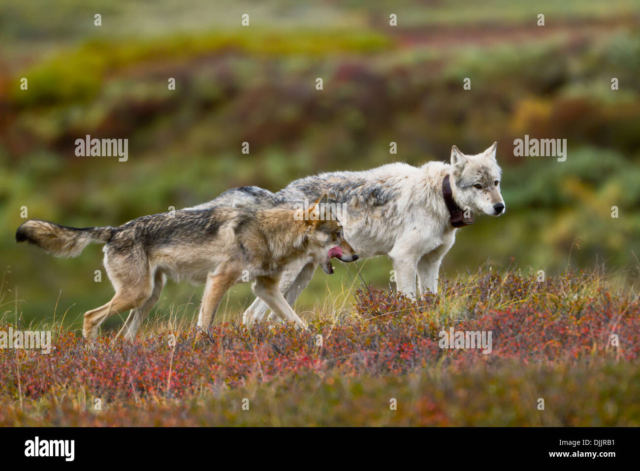 Le loup gris (Canis lupus) Marcher le long de la crête de la toundra, mâle alpha de Grant Pack est le port de collier émetteur. Denali National Park Banque D'Images