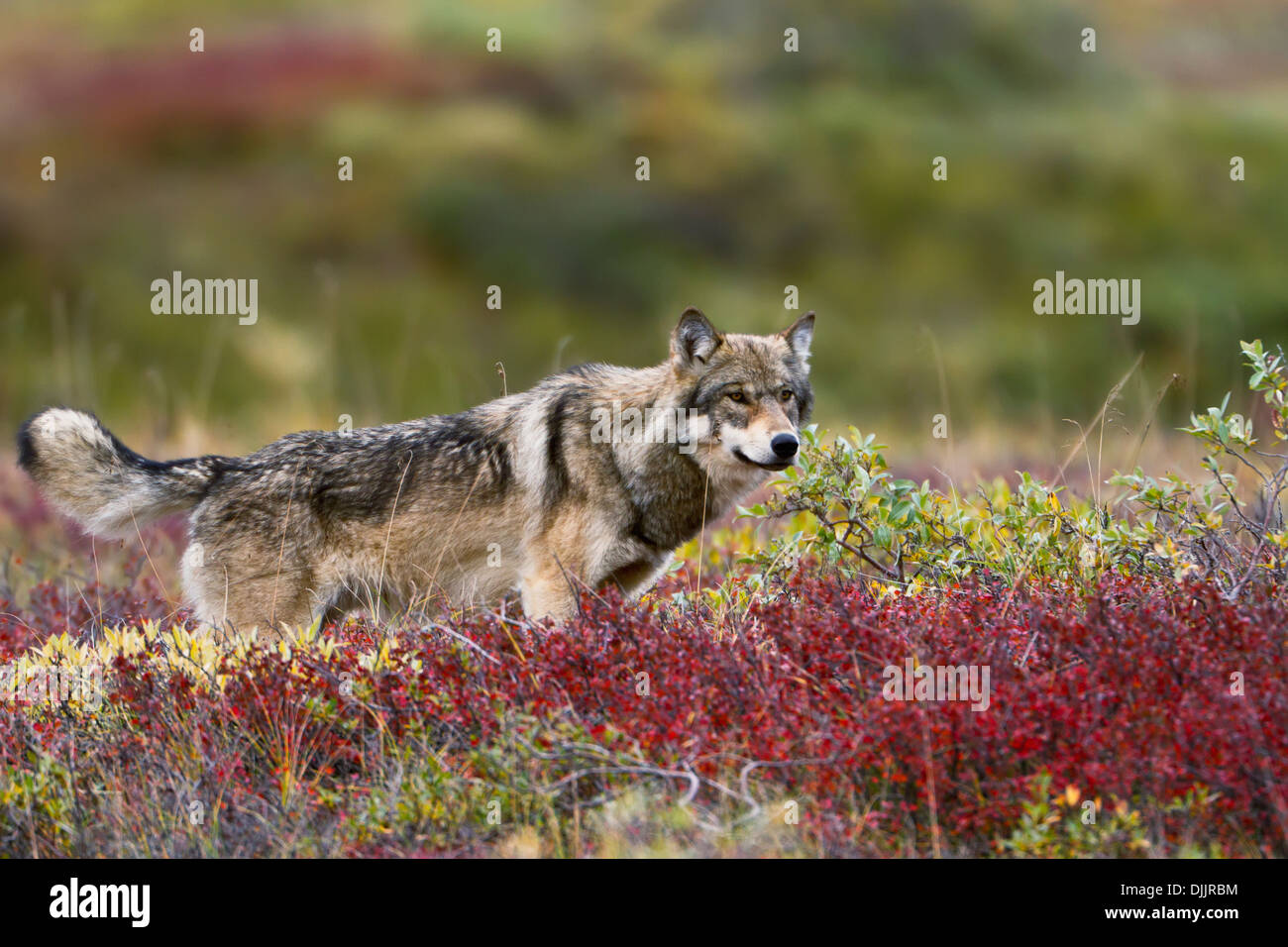 Le loup (Canis lupus) Marcher le long de la crête de la toundra de l'automne, le bouleau glanduleux (Betula nana) rouge vif. Denali National Park Banque D'Images