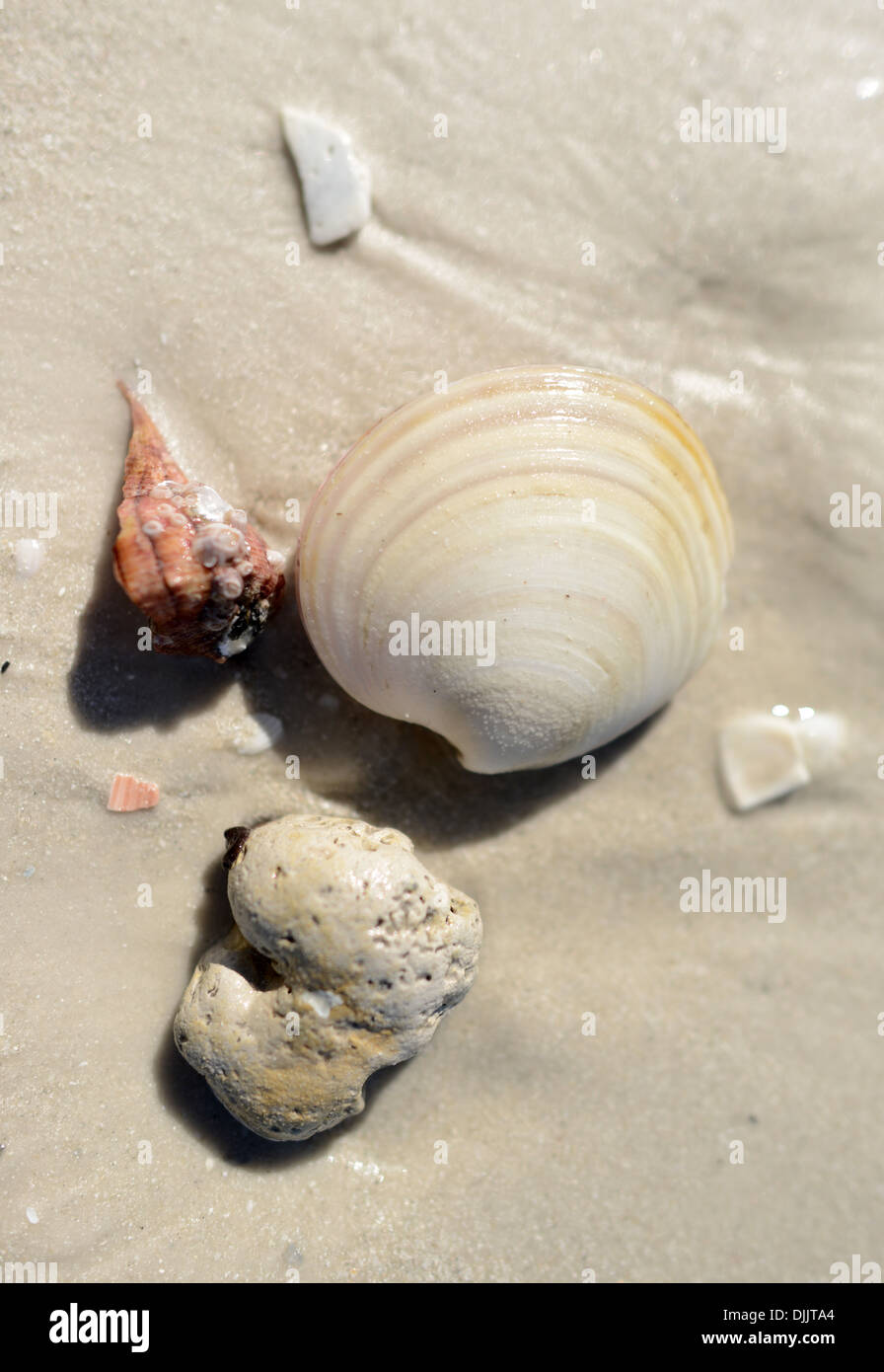 Les coquillages à Siesta Key Beach, en Floride. Banque D'Images Les coquillages à Siesta Key Beach, en Floride. Banque D'Images