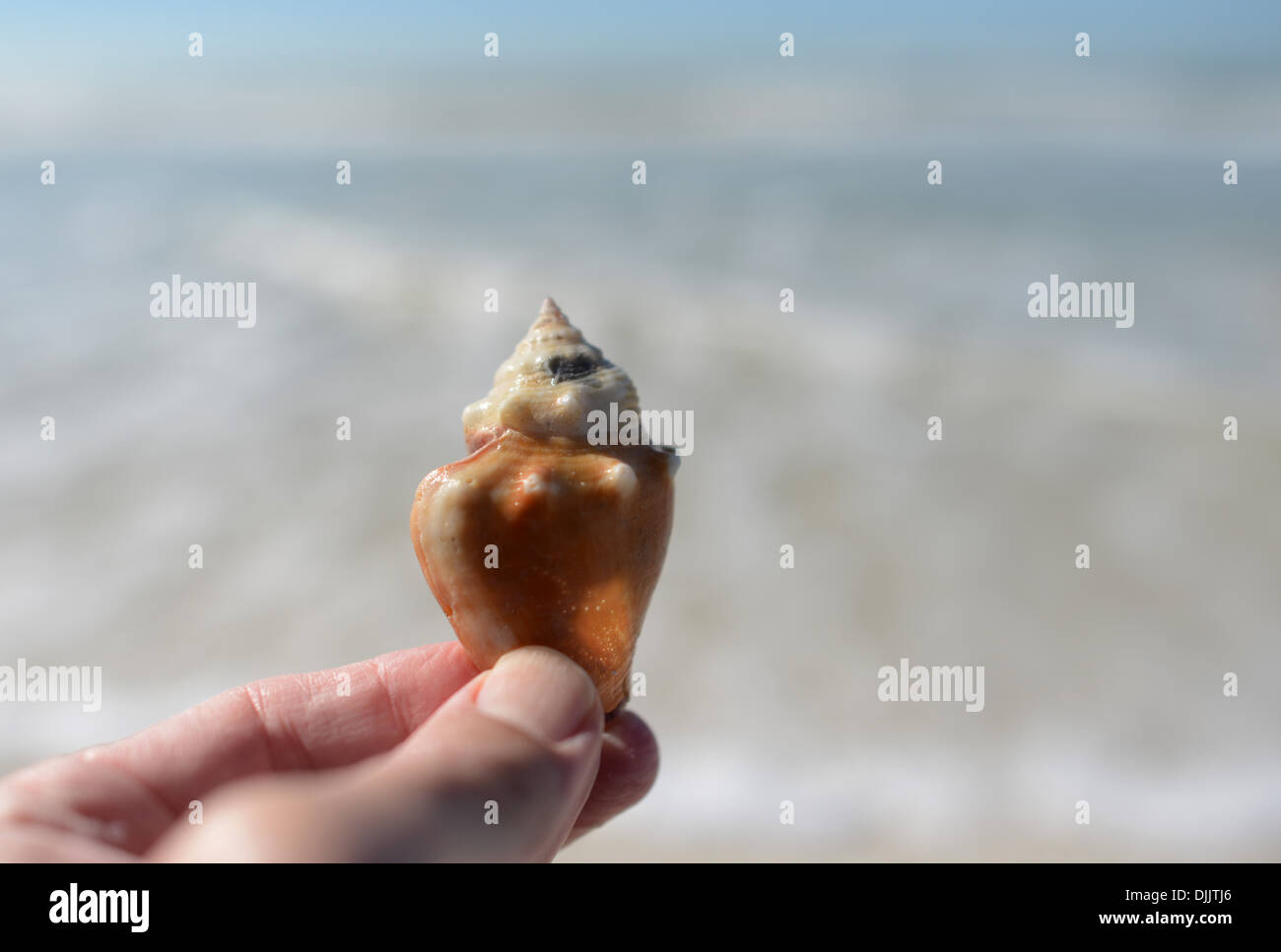 Seashell at Siesta Key Beach, en Floride. Banque D'Images Seashell at Siesta Key Beach, en Floride. Banque D'Images