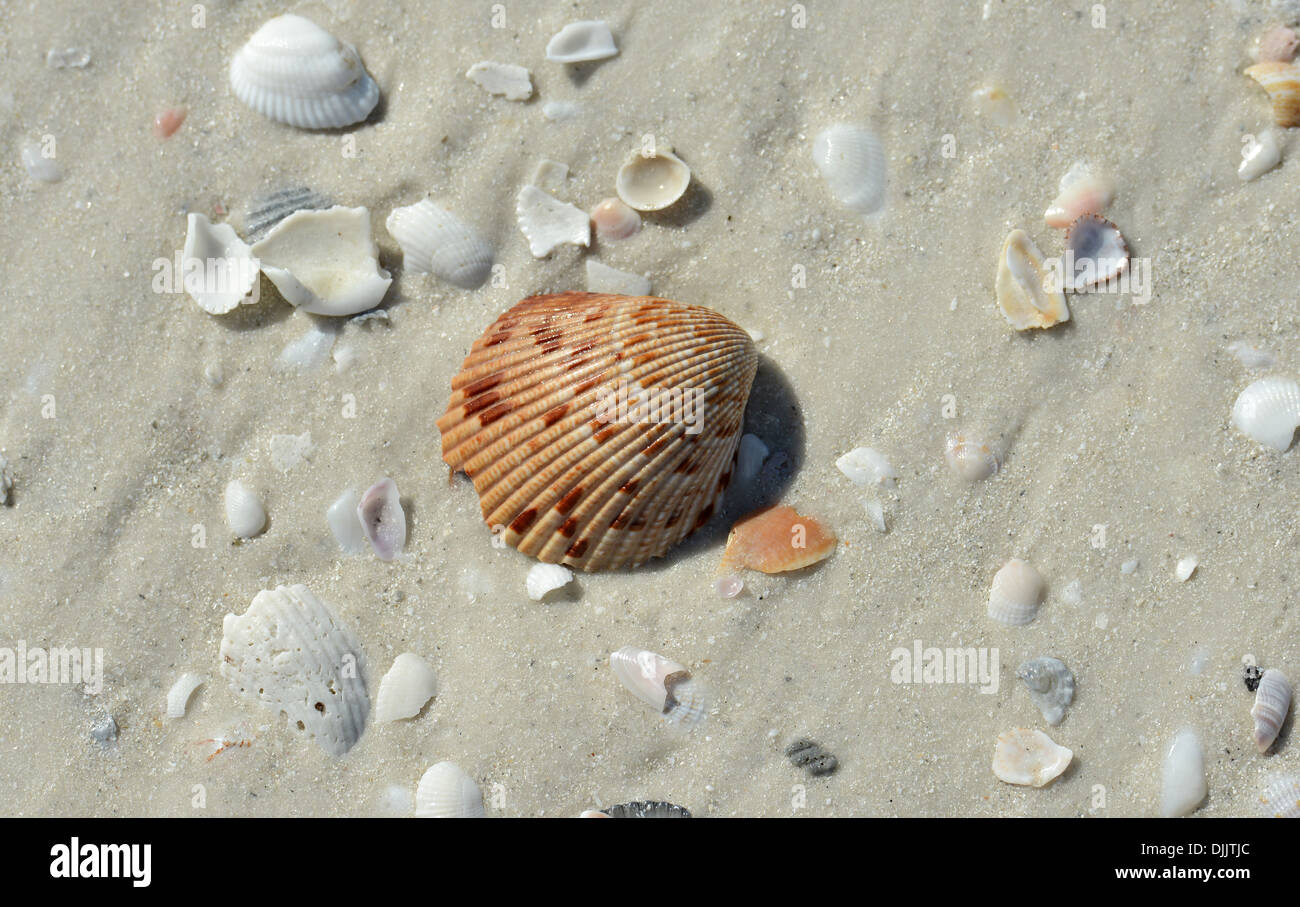 Les coquillages à Siesta Key Beach, en Floride. Banque D'Images Les coquillages à Siesta Key Beach, en Floride. Banque D'Images