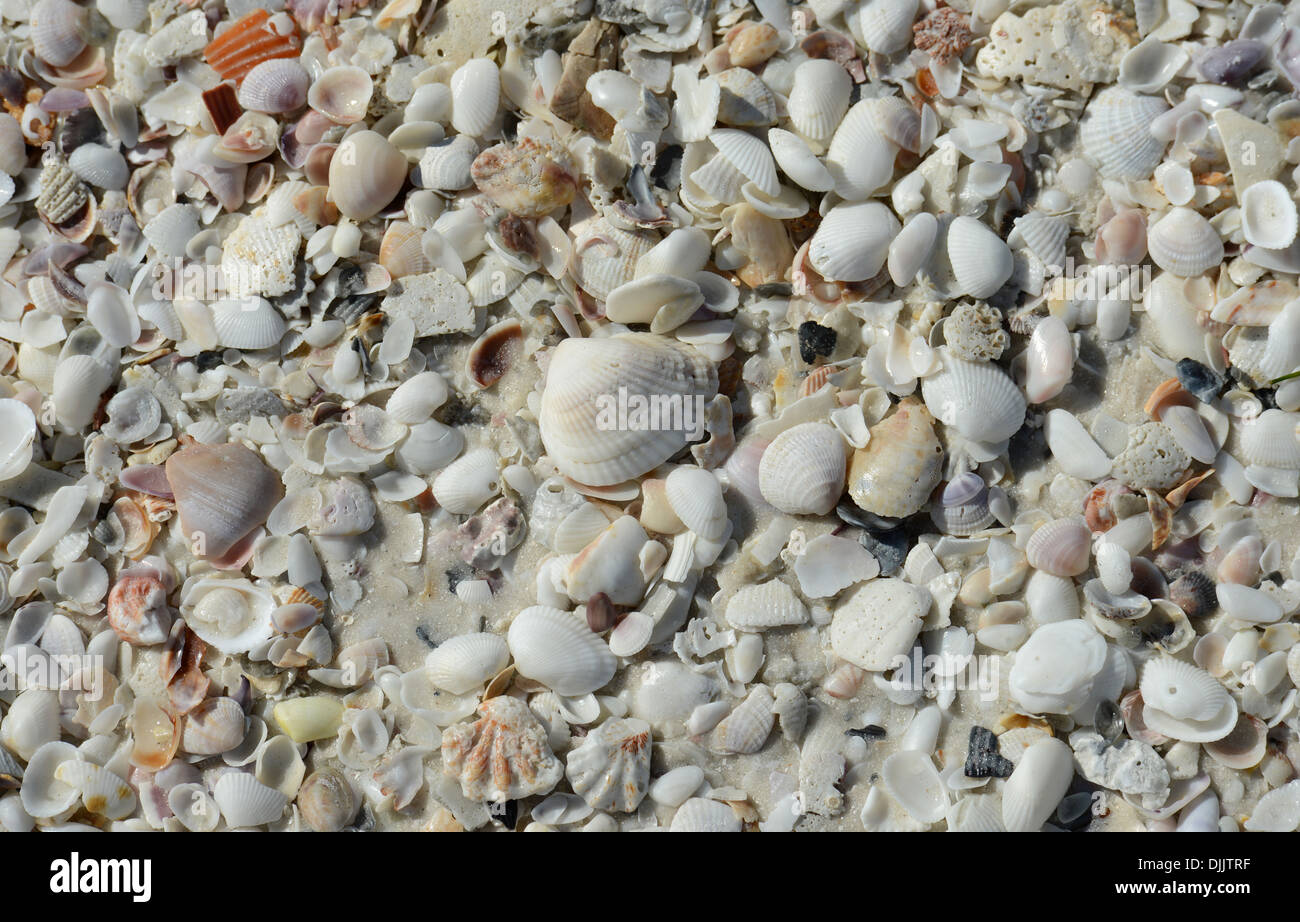 Les coquillages à Siesta Key Beach, en Floride. Banque D'Images Les coquillages à Siesta Key Beach, en Floride. Banque D'Images