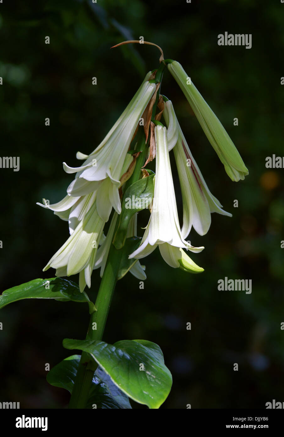 Giant Himalayan Lily, Cardiocrinum giganteum, Liliaceae. Les clairières dans l'Himalaya, au Japon et en Chine. Banque D'Images