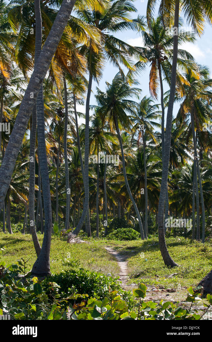 Le chemin entre les palmiers. Repunlica Dominicana. Banque D'Images