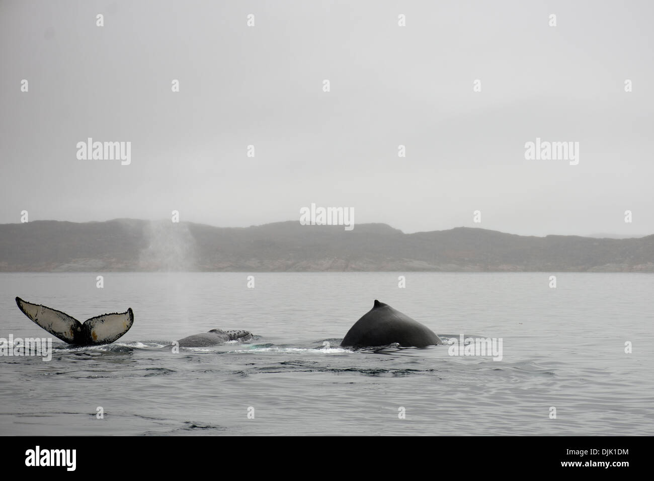 Les baleines à bosse, Megaptera novaeangliae, montrant évent, la queue et la nageoire dorsale Banque D'Images