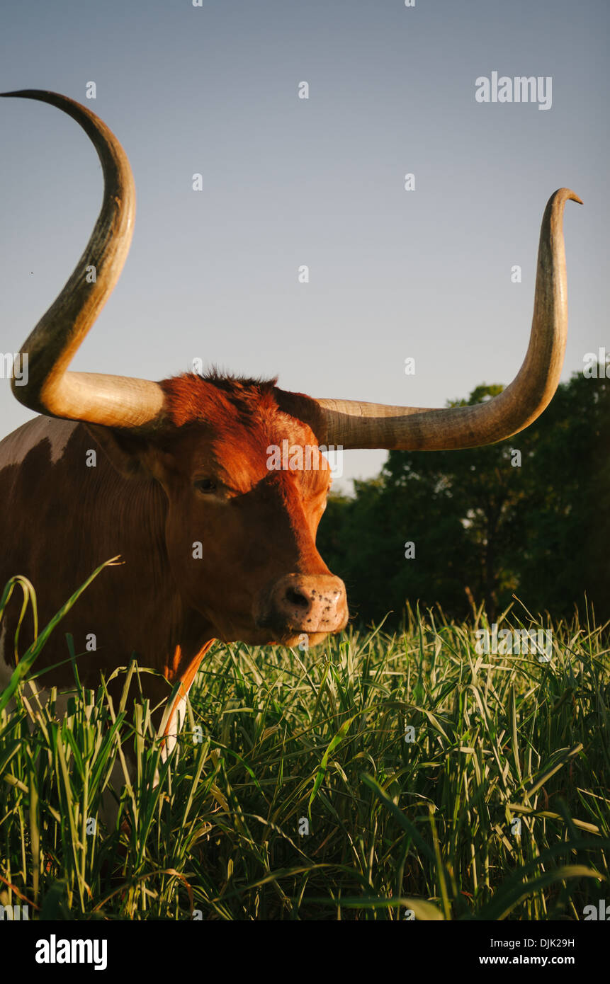 Texas Longhorn menaçante regardant le spectateur. Banque D'Images