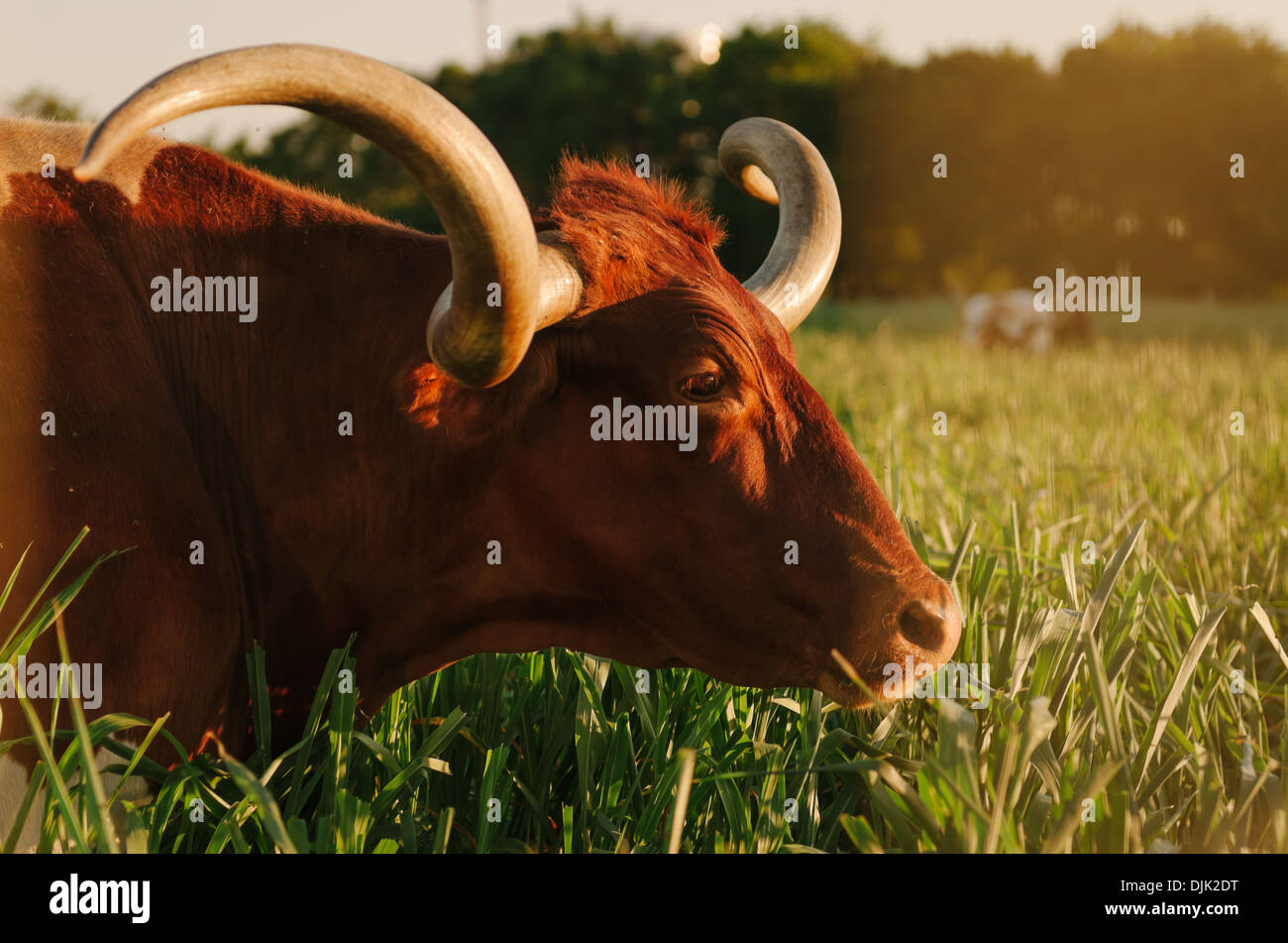 Texas Longhorn à maturité au milieu de terrain herbeux au coucher du soleil. L'angle faible. Banque D'Images