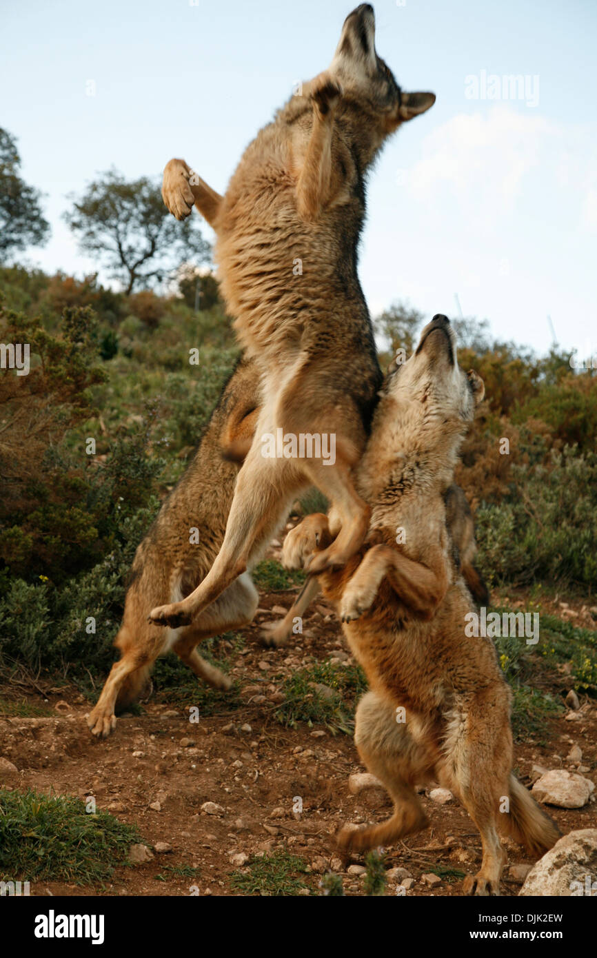 Loup ibérique pack de saut. Parc des loups, Antequera, Malaga, Andalousie, Espagne Banque D'Images
