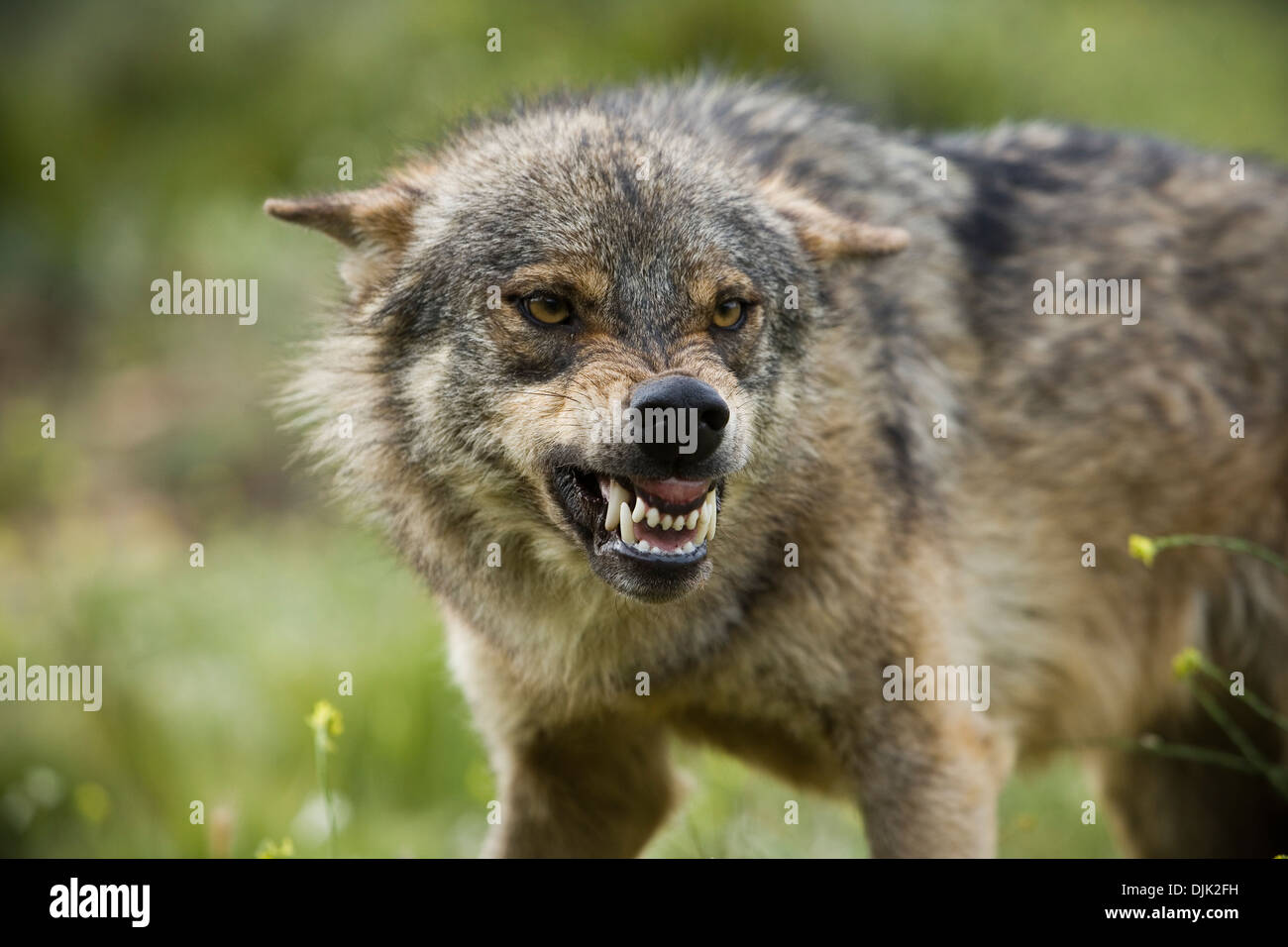 Un loup avec une expression d'agression d'autres composants. Parc des loups, Antequera, Malaga, Andalousie, Espagne Banque D'Images