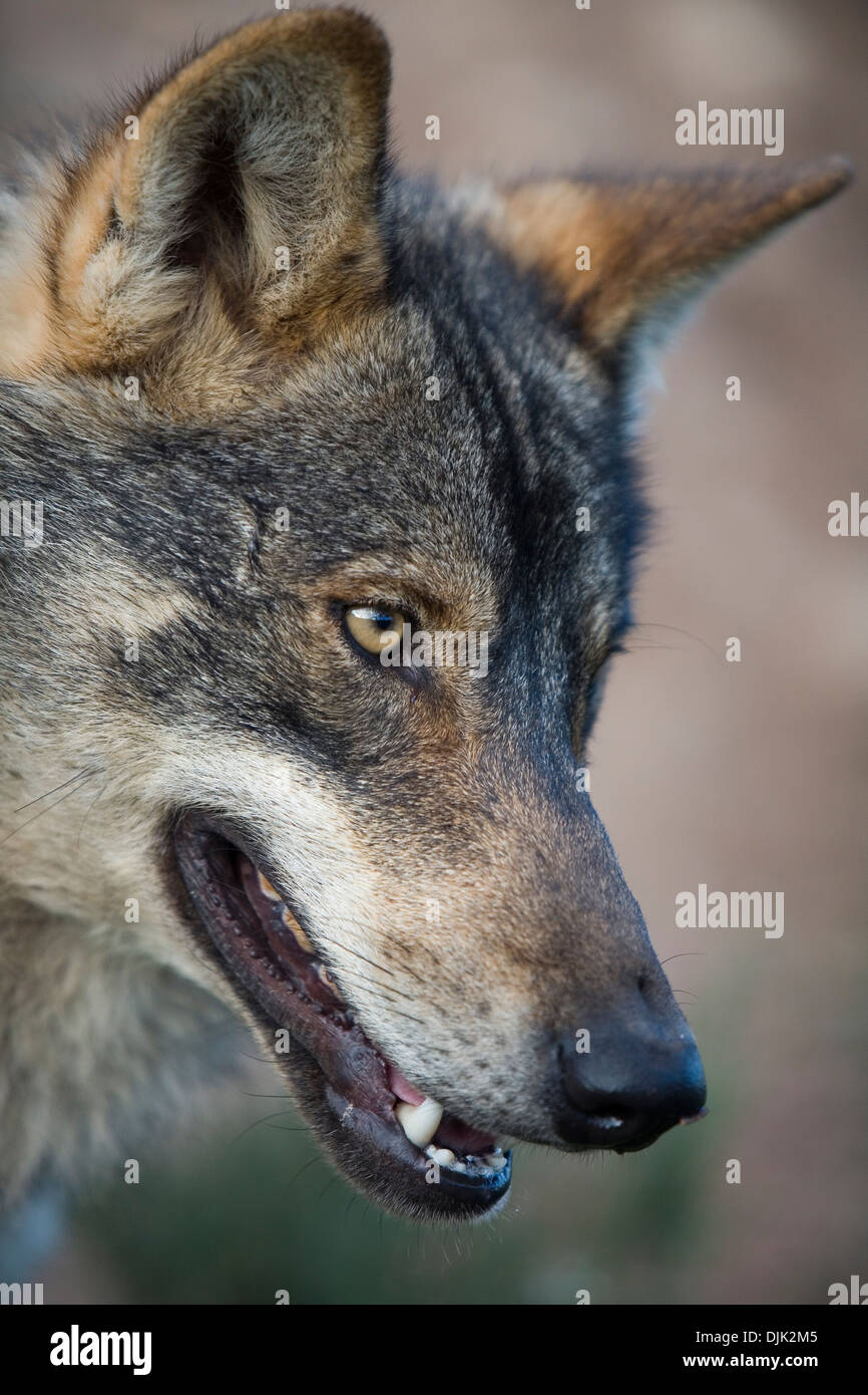 Expression de l'attention d'un loup ibérique. Parc des loups, Antequera, Malaga, Andalousie, Espagne Banque D'Images