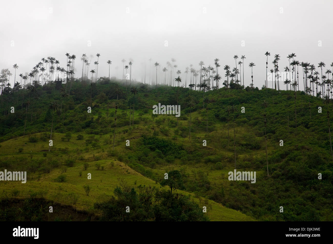 Palmiers, cire Ceroxylon quindiuense (Palma de Cera del quindio, Quindio wax palm) dans la vallée de Corcora, Salento, Colombie Banque D'Images