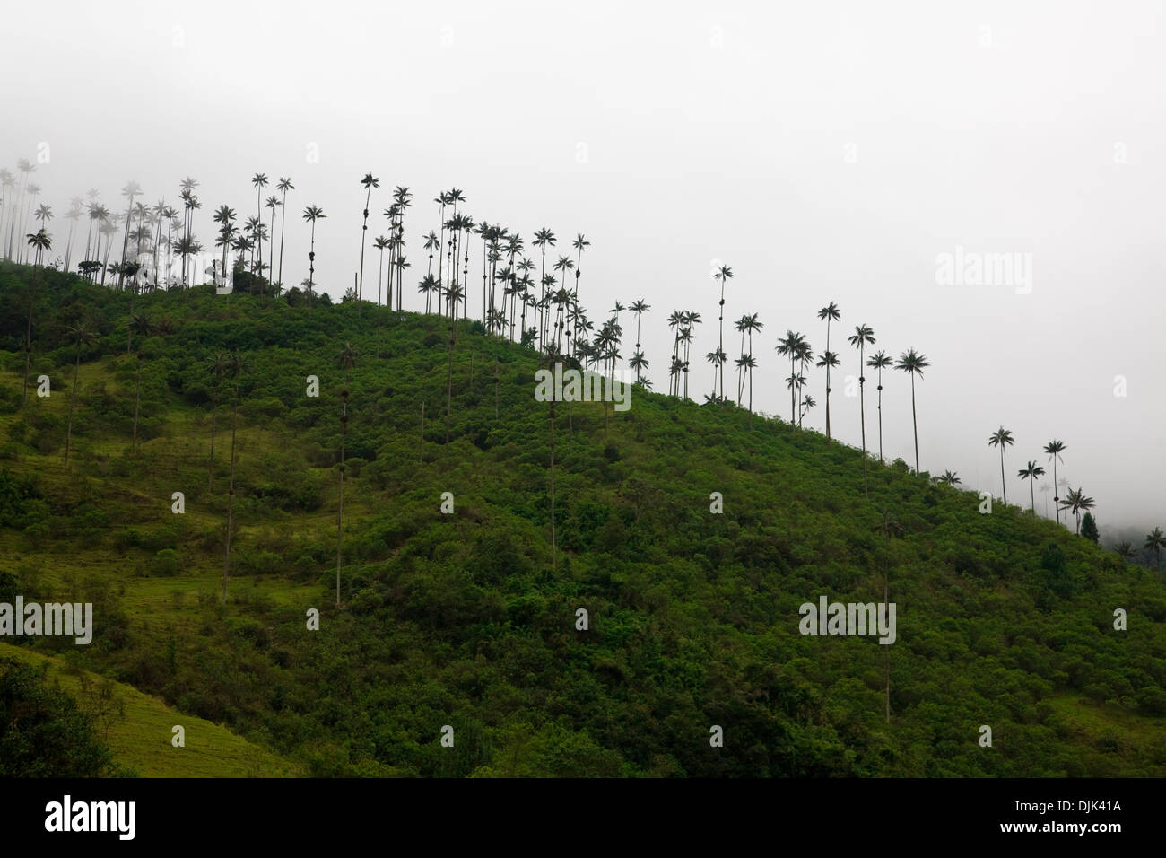 Palmiers, cire Ceroxylon quindiuense (Palma de Cera del quindio, Quindio wax palm) dans la vallée de Corcora, Salento, Colombie Banque D'Images