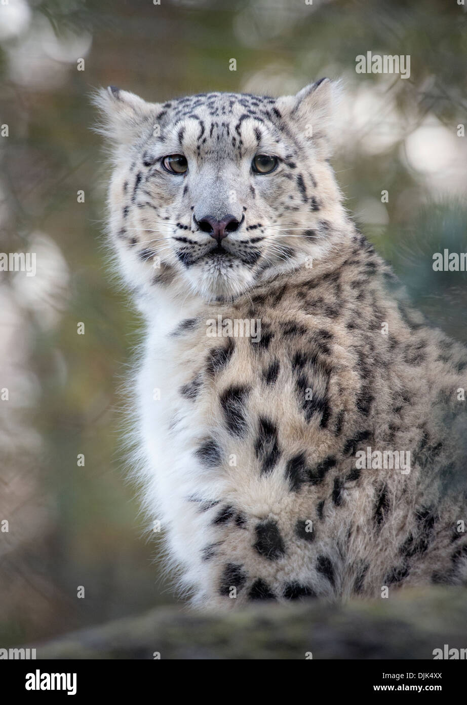 Homme snow leopard cub à vers la caméra Banque D'Images