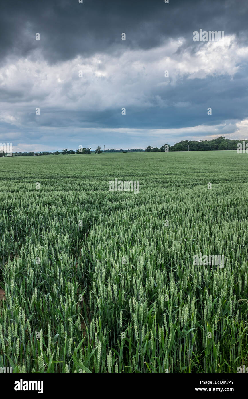 Les cultures dans un champ, Newport, Shropshire Banque D'Images