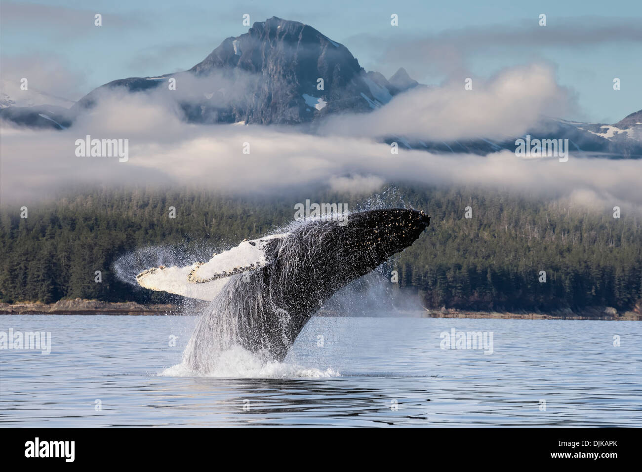 Une baleine à bosse dans les eaux du canal Lynn en Alaska's Inside Passage. La péninsule de Chilkat, au-delà de la forêt nationale de Tongass. Banque D'Images