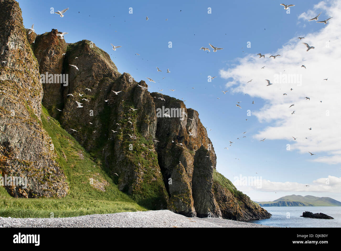 Glaucous-Winged les goélands, Sankin-Île, Ikatan Bay, Îles Aléoutiennes, sud-ouest de l'Alaska, l'été. Banque D'Images