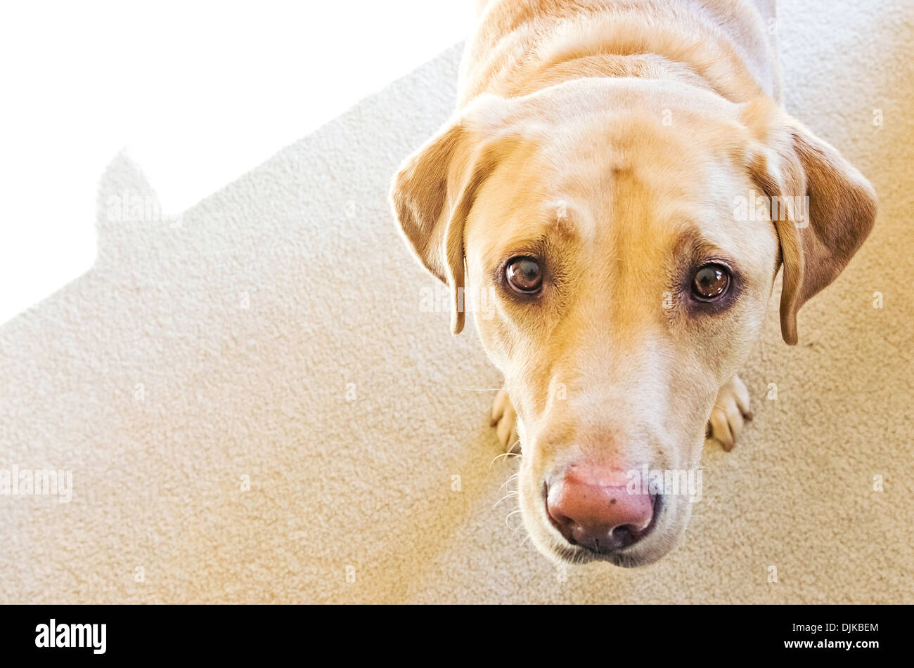 Izzy le Labrador Retriever est bouder ! Banque D'Images