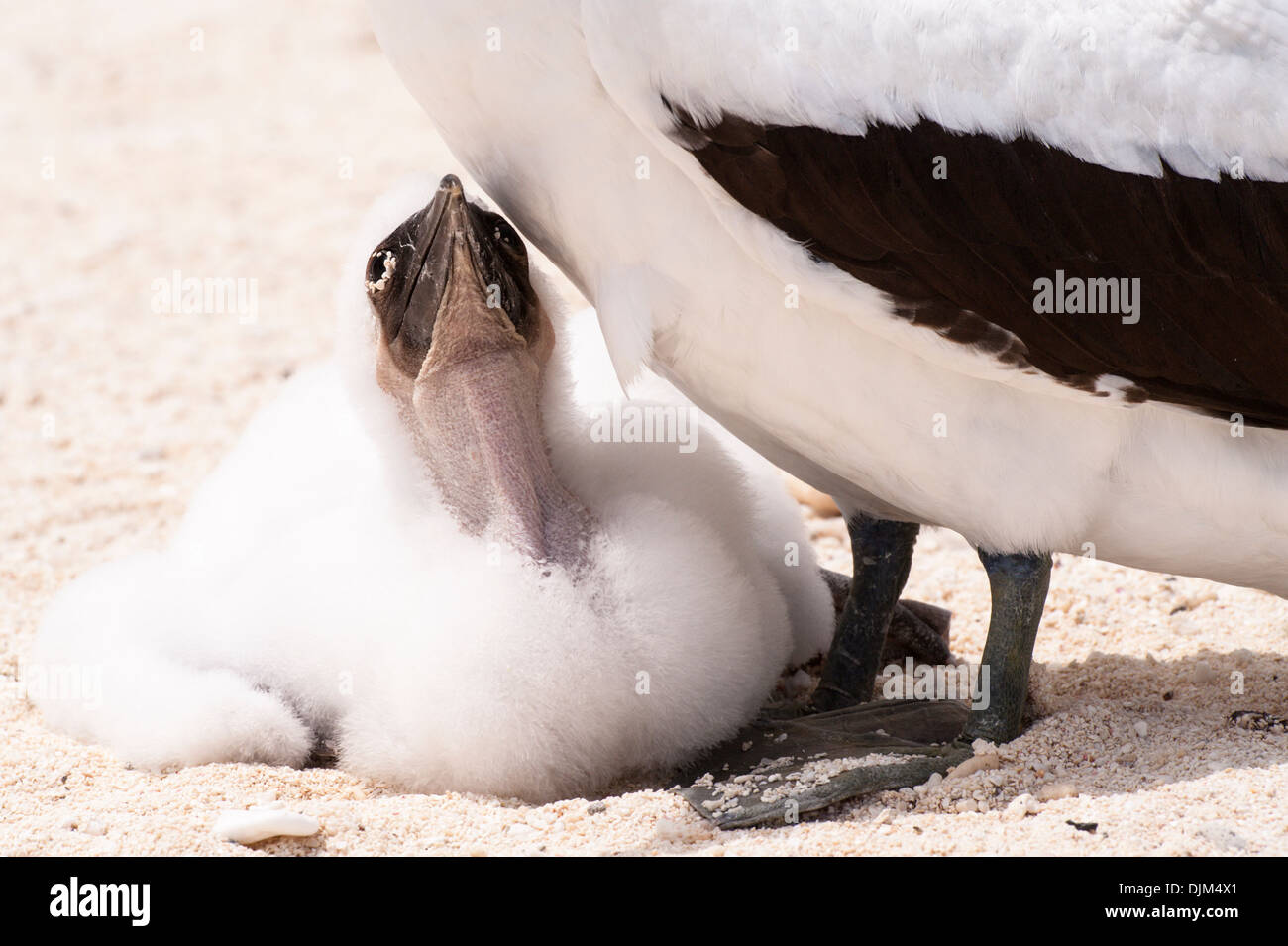 Close up fou masqué chick à la recherche jusqu'à la mère, sur une plage éloignée, l'île Huon Nouvelle Calédonie Banque D'Images