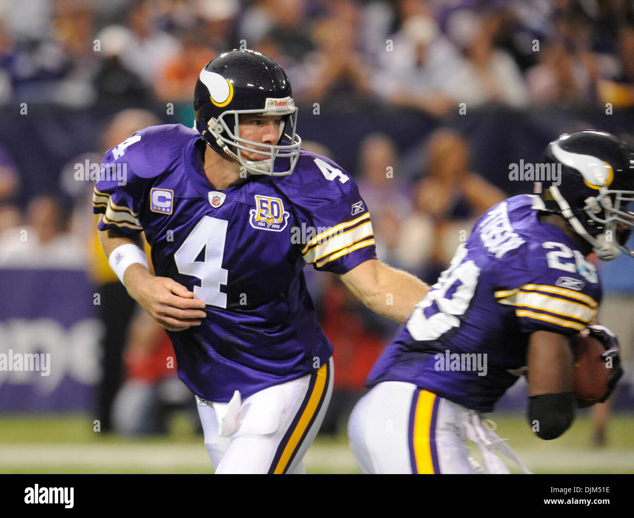 19 septembre 2010 - Minneapolis, Minnesota, United States of America - Minnesota Vikings quarterback Brett Favre # 4 les mains hors de l'exécution retour Adrian Peterson # 28 dans le 3ème quart du match contre les Miami Dolphins. Les Dauphins défait les Vikings 14-10 au Mall of America Field. (Crédit Image : © Marilyn Indahl/ZUMApress.com) Southcreek/mondial Banque D'Images