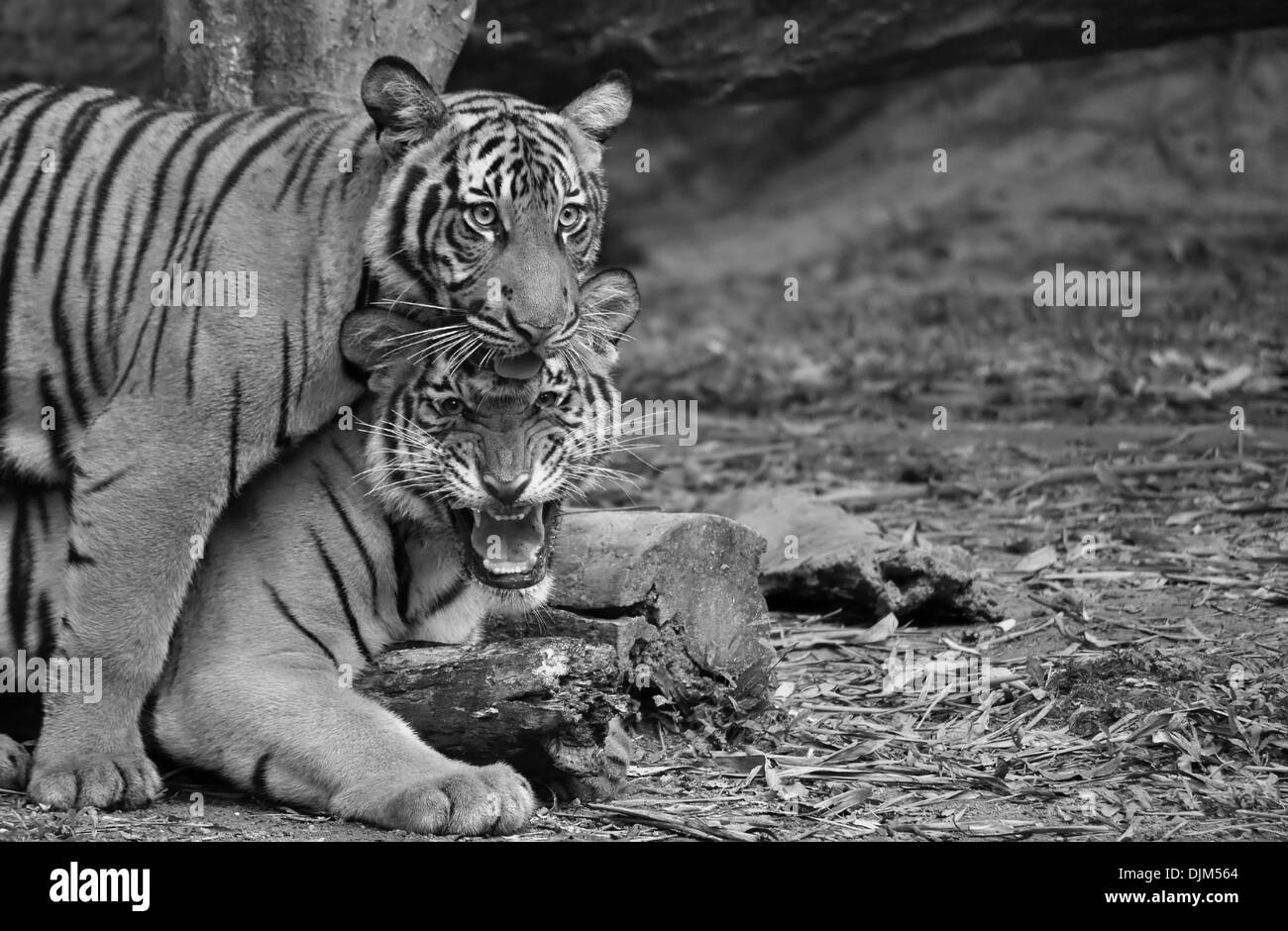 Portrait de deux tigres Banque D'Images