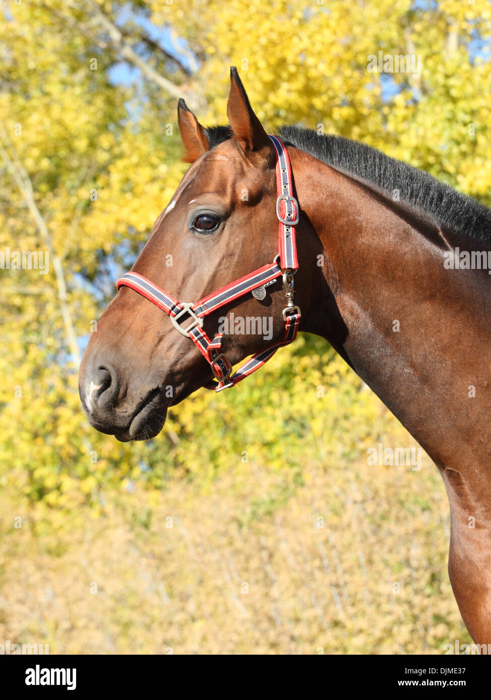 Cheval hongre Holsteiner, bay, portrait avec bride en tissu de fond jaune Banque D'Images