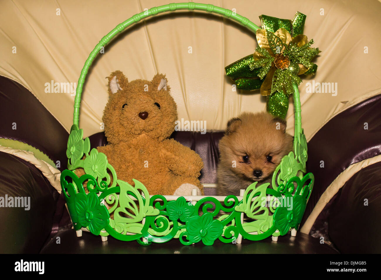 Ours de Noël et Little fluffy puppy Pomeranian dans panier Banque D'Images