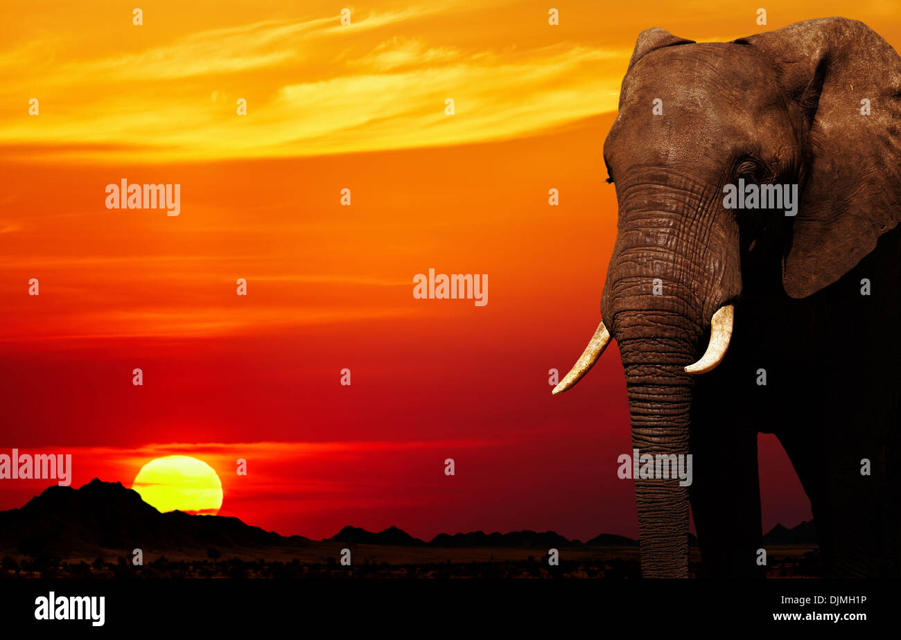 Dans les savanes de l'eléphant d'Afrique au coucher du soleil Banque D'Images