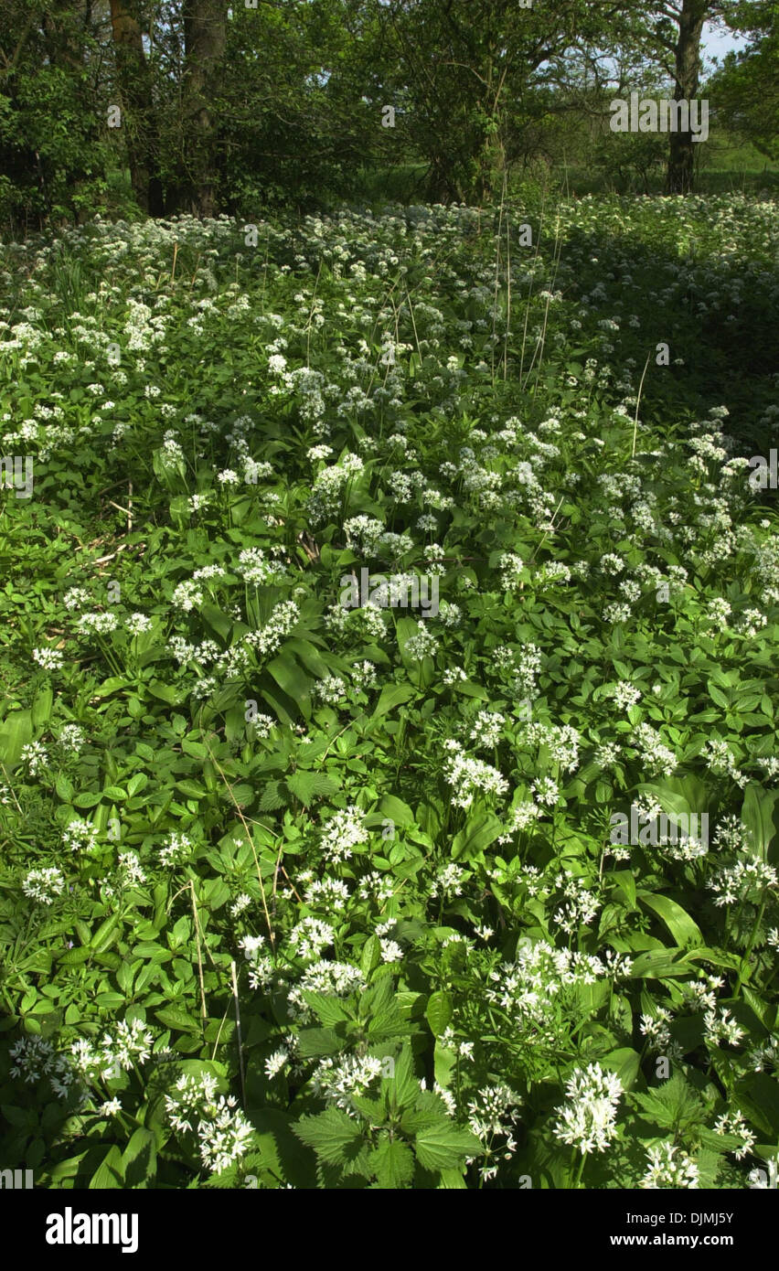 L'ail des ours (Allium ursinum) pousse dans les bois. L'Allium ursinum - connu sous le nom de ramsons, buckrams, ail sauvage, l'ail des bois, ail des ours, bois ou l'ail des ours Banque D'Images