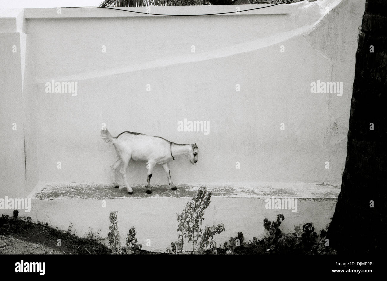 La photographie de voyage - chèvre dans Mattancherry à Kochi Cochin au Kerala en Inde, en Asie du Sud. Abstract Animal Chèvre Mouton Banque D'Images