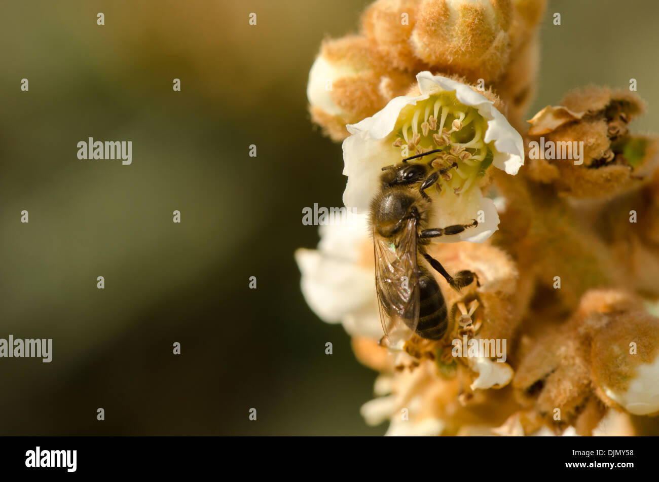 Les travailleurs d'un miel foncé et européenne, de l'abeille Apis mellifera, nourriture dans un fleurissement loquat Eriobotrya japonica,. L'Andalousie, espagne. Banque D'Images