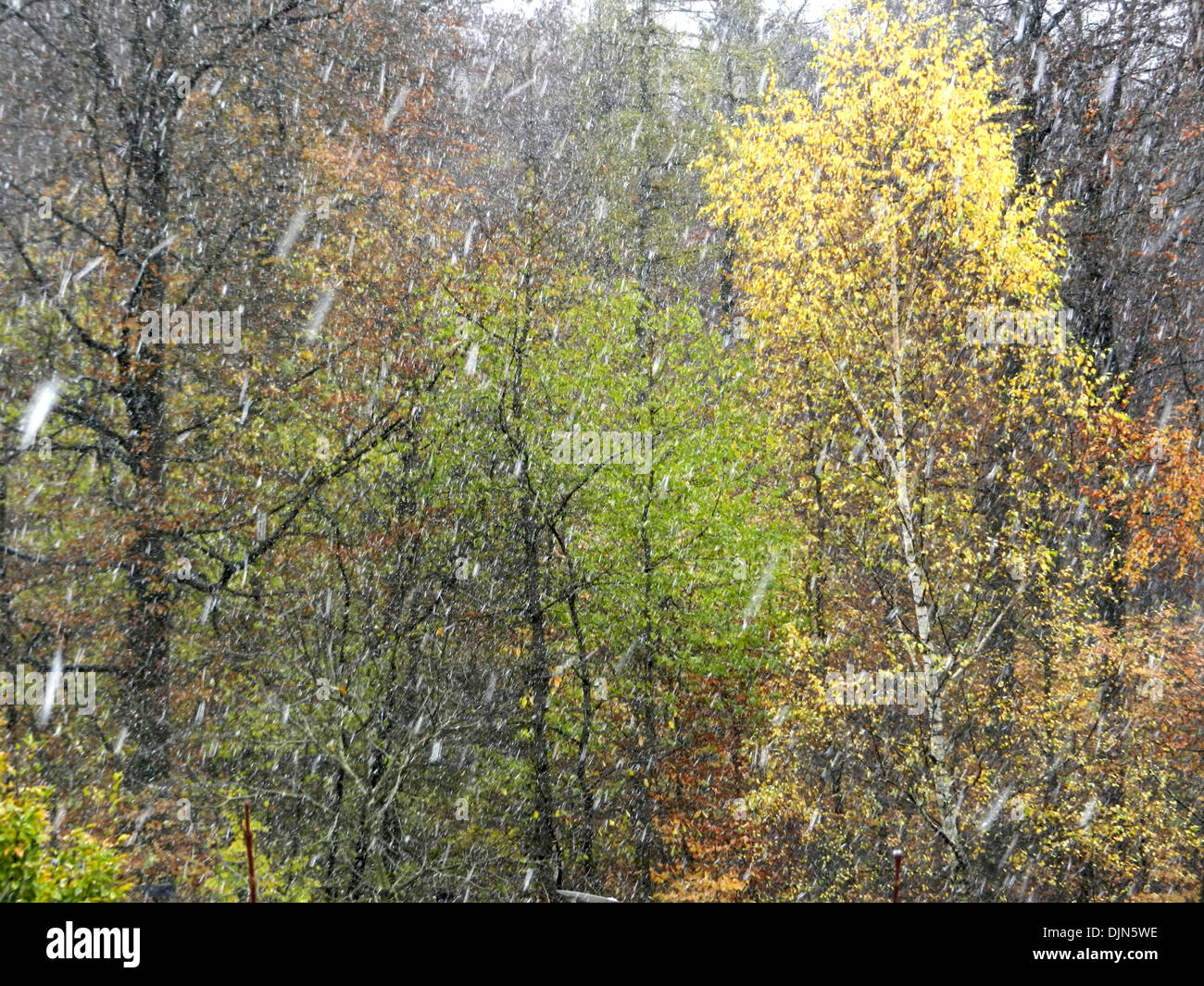 Première neige en forêt feuillue. Banque D'Images