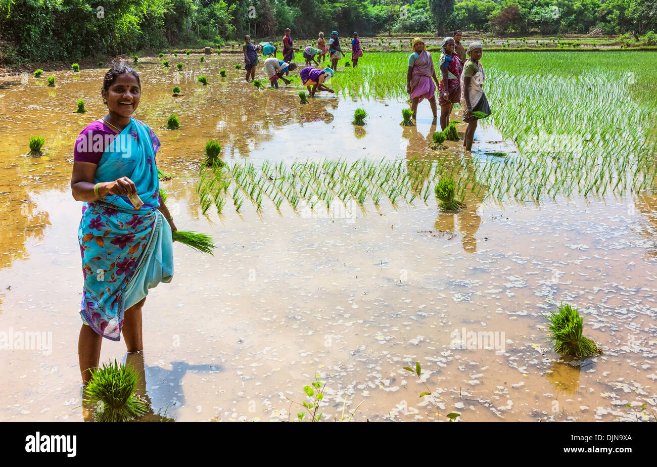 Les femmes travaillent de concert pour planter de jeunes arbres dans une rizière près de Mamallapuram, Tamil Nadu, Inde. Banque D'Images