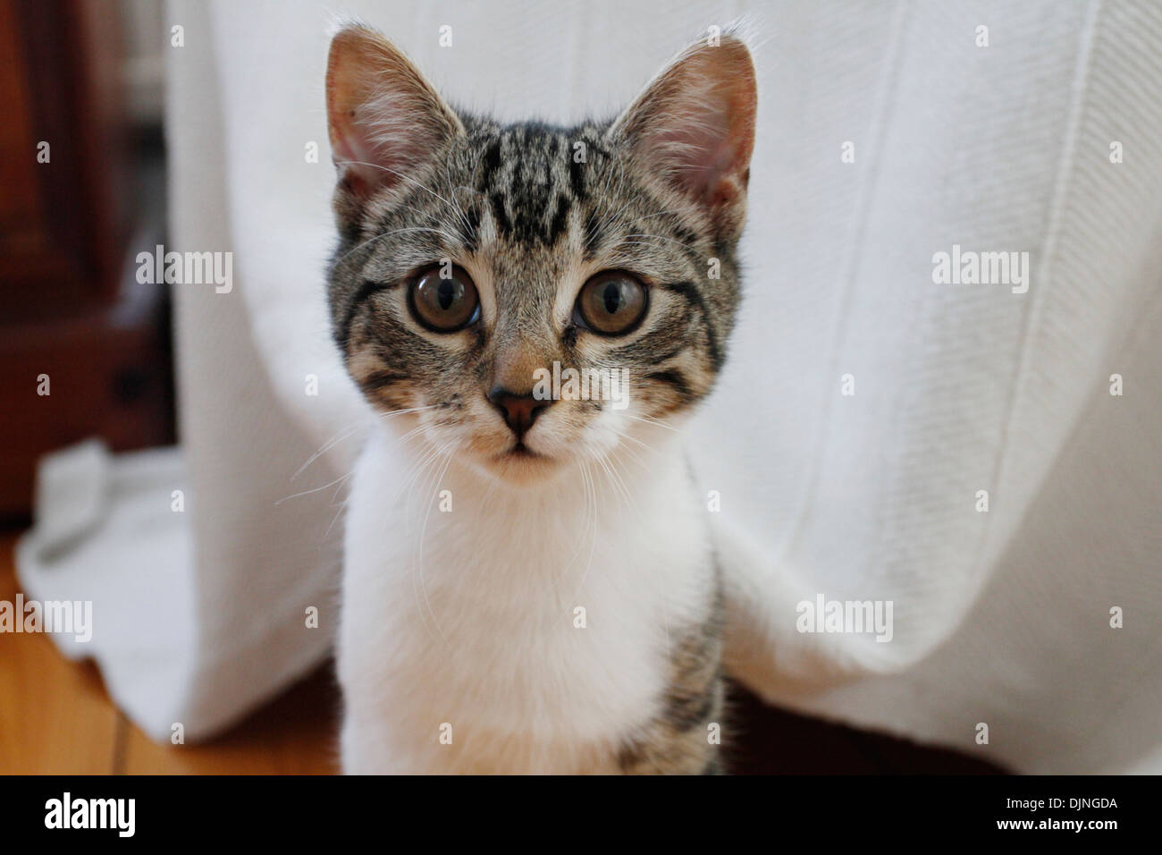 Cute chatons face Banque D'Images