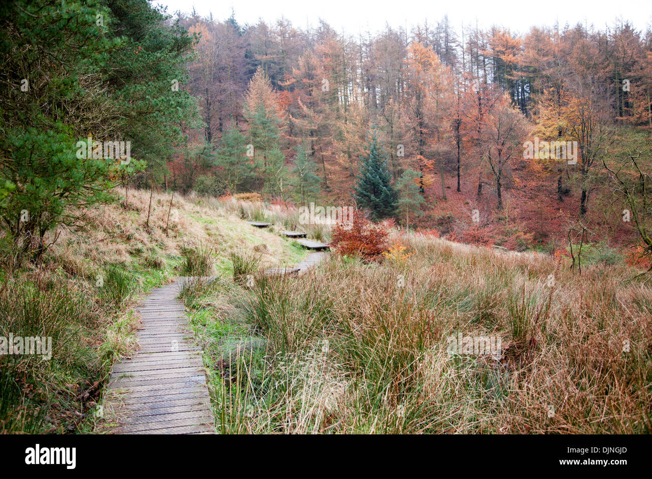 Un trottoir de bois couvrant un sentier, arbres, feuilles d'automne brun, conifères, près de Macclesfield Forest Brook Bollin Cheshire Banque D'Images