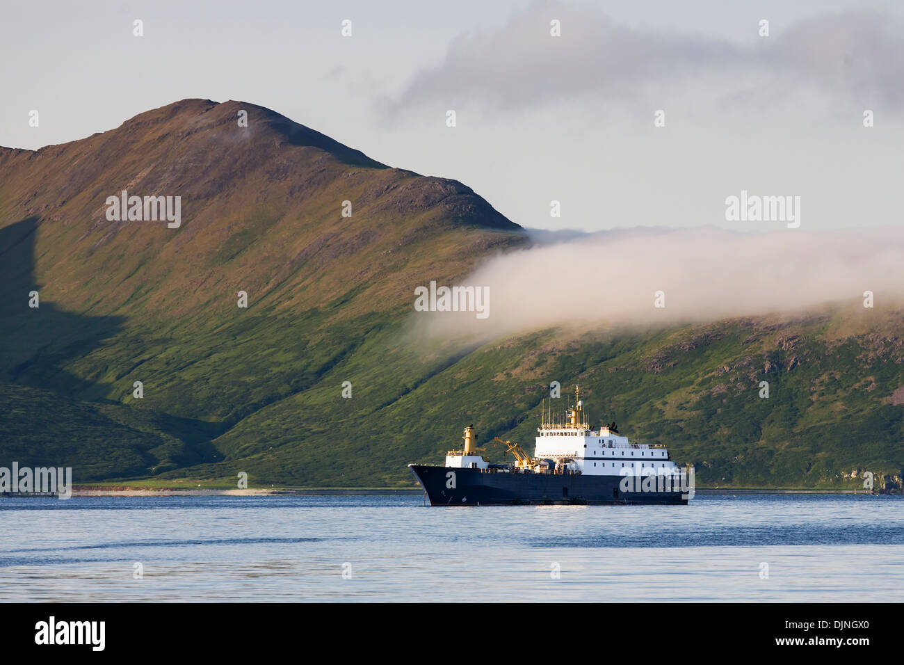 L'otarie, un processeur, de fruits de mer flottants ancrés près de King Cove, Alaska, la péninsule sud-ouest de l'Alaska, l'été. Banque D'Images