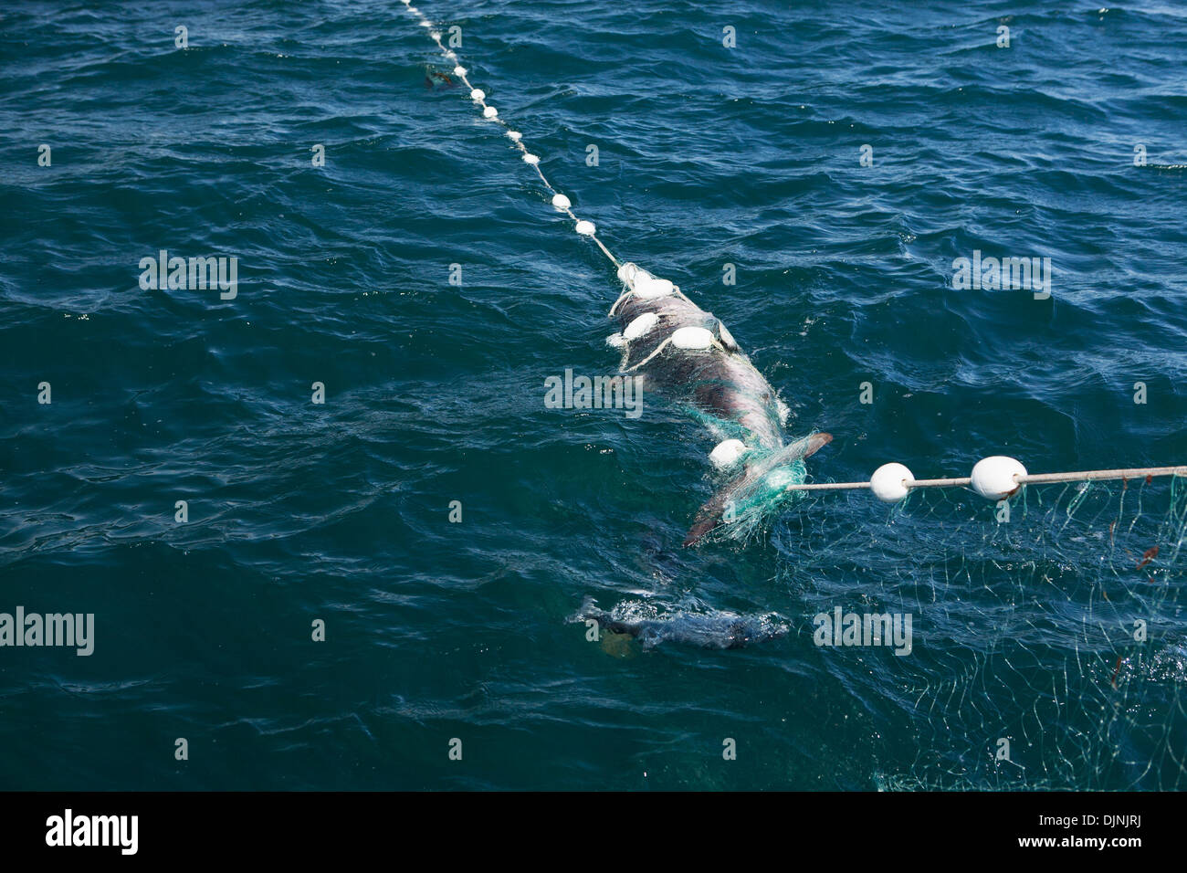 Un requin saumon capturé alors que la pêche au saumon dans l'Alaska Department of Fish and Game 'péninsule d'alaska" Banque D'Images