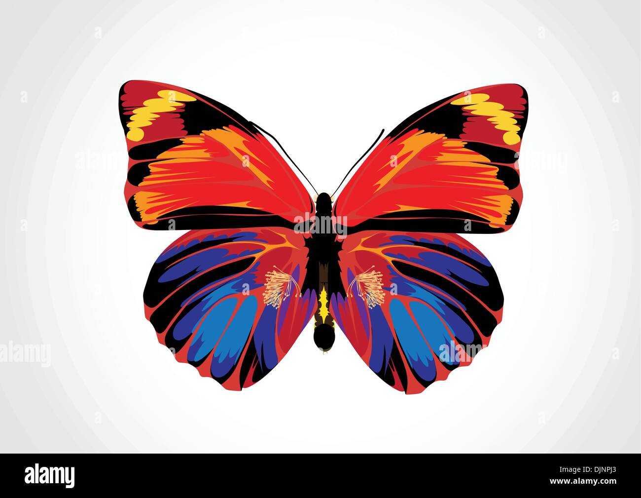Vector illustration - Beau papillon multicolore aux couleurs vives Illustration de Vecteur
